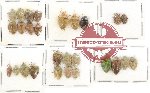 Scientific lot no. 631 Heteroptera (28 pcs)