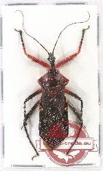 Scientific lot no. 554 Heteroptera (1 pc)