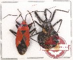 Scientific lot no. 636 Heteroptera (2 pcs)