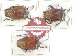 Scientific lot no. 608 Heteroptera (Pentatomidae) (3 pcs)