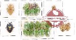 Scientific lot no. 610 Heteroptera (Pentatomidae) (21 pcs)