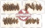 Scientific lot no. 616 Heteroptera (24 pcs)
