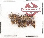 Scientific lot no. 600 Heteroptera (20 pcs)