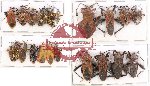 Scientific lot no. 627 Heteroptera (19 pcs A, A-, A2)