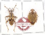 Scientific lot no. 617 Heteroptera (2 pcs)