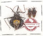Scientific lot no. 598 Heteroptera (3 pcs)