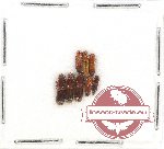 Scientific lot no. 47 Scolytidae (8 pcs)