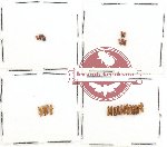 Scientific lot no. 40 Scolytidae (24 pcs)