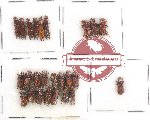 Scientific lot no. 42 Scolytidae (25 pcs)