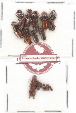 Scientific lot no. 59 Scolytidae (15 pcs)