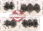 Scientific lot no. 213 Tenebrionidae (10 pcs)