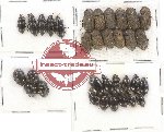 Scientific lot no. 215 Tenebrionidae (34 pcs)