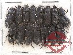 Scientific lot no. 209 Tenebrionidae (15 pcs)