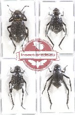 Scientific lot no. 204 Tenebrionidae (4 pcs - 2 pcs A2)