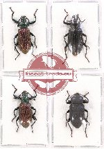 Scientific lot no. 203 Tenebrionidae (4 pc - 1 pc A2)