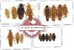Scientific lot no. 26 Blattodea (16 pcs A, A-, A2)