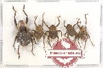 Scientific lot no. 400 Curculionidae (5 pcs)