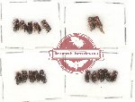 Bostrichidae Scientific lot no. 33 (17 pcs)