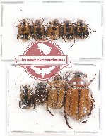 Scientific lot no. 171A Rutelinae (9 pcs - 4 pcs A2)