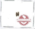 Scientific lot no. 68A Cleridae (2 pcs)