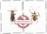 Scientific lot no. 572 Heteroptera (2 pcs A2)