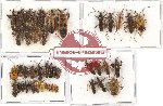 Scientific lot no. 576 Heteroptera (43 pcs A, A-, A2)