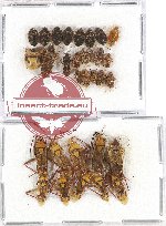 Scientific lot no. 586 Heteroptera (31 pcs)