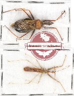 Scientific lot no. 609 Heteroptera (2 pcs)
