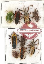 Scientific lot no. 594 Heteroptera (9 pcs)
