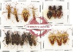 Scientific lot no. 632 Heteroptera (19 pcs)