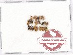 Scientific lot no. 579 Heteroptera (25 pcs)