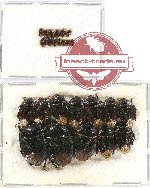 Scientific lot no. 583 Heteroptera (Cydnidae) (25 pcs)