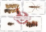 Scientific lot no. 581 Heteroptera (27 pcs A, A-, A2)