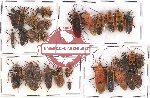 Scientific lot no. 587 Heteroptera (36 pcs)