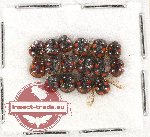 Scientific lot no. 615 Heteroptera (16 pcs)