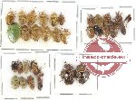 Scientific lot no. 630 Heteroptera (30 pcs)