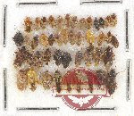 Scientific lot no. 590 Heteroptera (45 pcs)