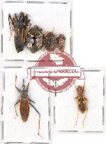 Scientific lot no. 629 Heteroptera (6 pcs)