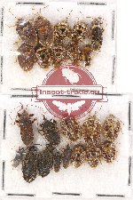 Scientific lot no. 588 Heteroptera (23 pcs)