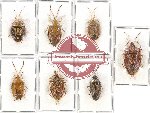 Scientific lot no. 619 Heteroptera (7 pcs)