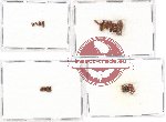 Scientific lot no. 34 Scolytidae (20 pcs)