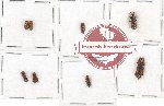 Scientific lot no. 56 Scolytidae (8 pcs)