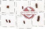 Scientific lot no. 56 Scolytidae (8 pcs)