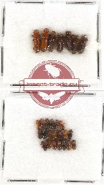 Scientific lot no. 44 Scolytidae (27 pcs)