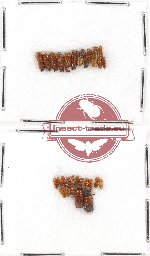 Scientific lot no. 68 Scolytidae (28 pcs)