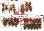 Scientific lot no. 605 Heteroptera (31 pcs)