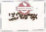 Scientific lot no. 580 Heteroptera (34 pcs)