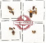 Scientific lot no. 593 Heteroptera (16 pcs)