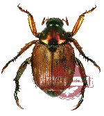 Rutelinae sp. 1