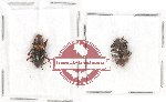 Scientific lot no. 207 Tebnebrionidae (2 pcs)